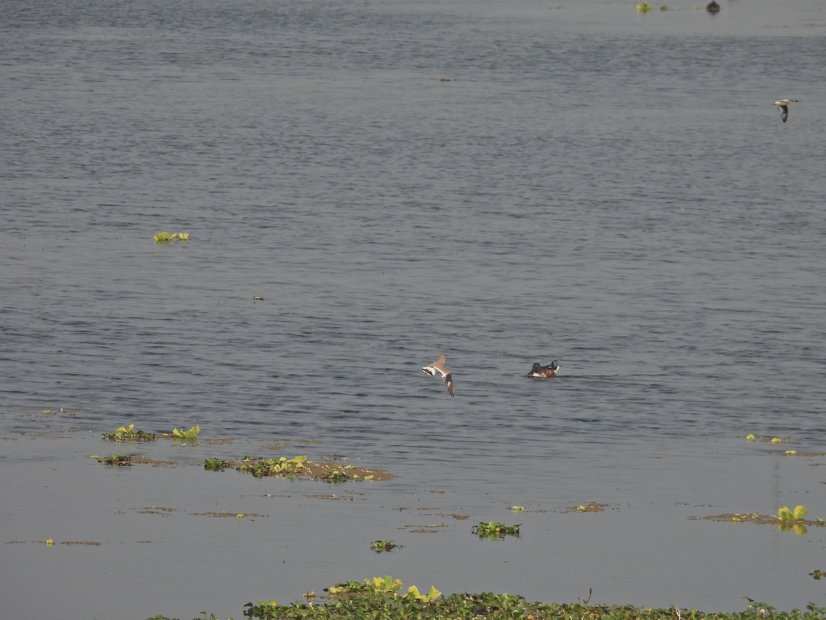 Northern Shoveler - ML629125924