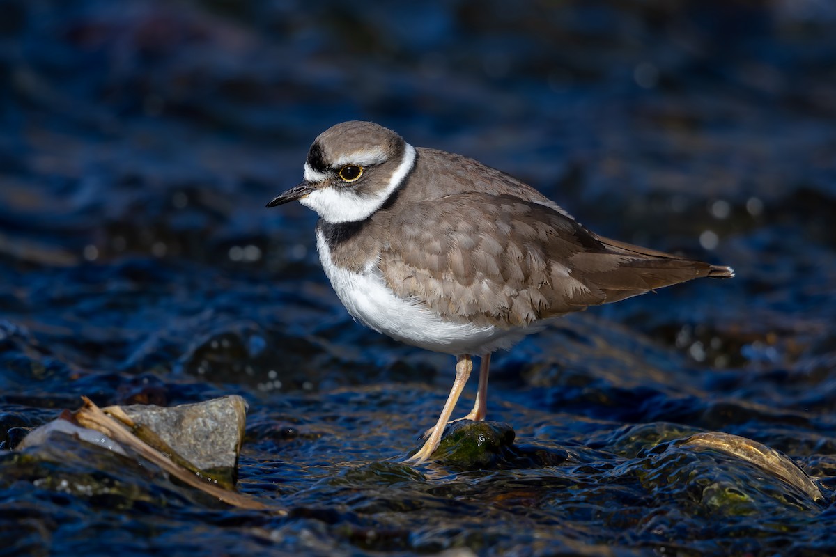 Long-billed Plover - Woochan Kwon