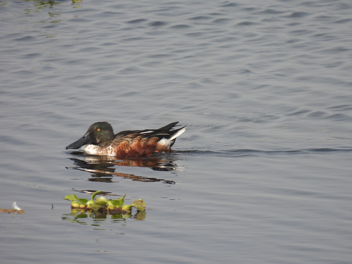 Northern Shoveler - ML629125949