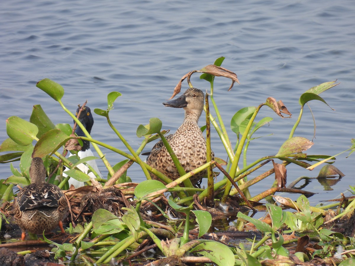 Northern Shoveler - ML629125950