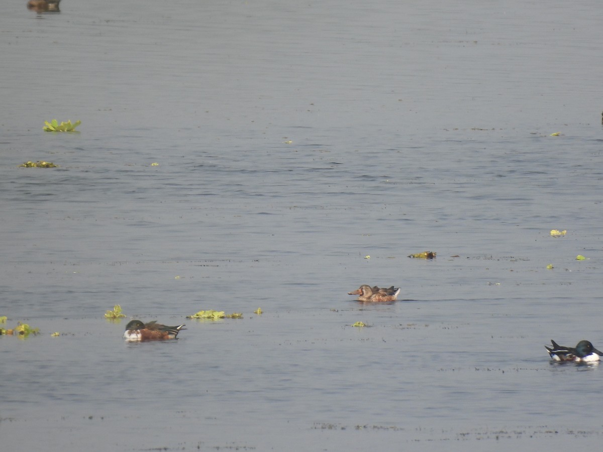 Northern Shoveler - ML629125959