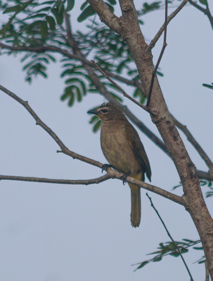 White-browed Bulbul - ML629126157