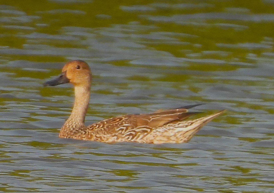 Northern Pintail - ML629126223