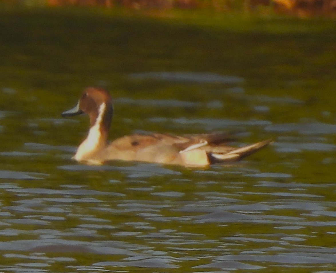 Northern Pintail - ML629126224