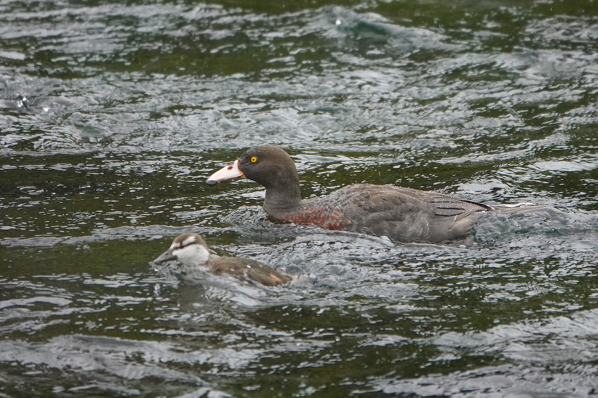 Pato Azul - ML629126280