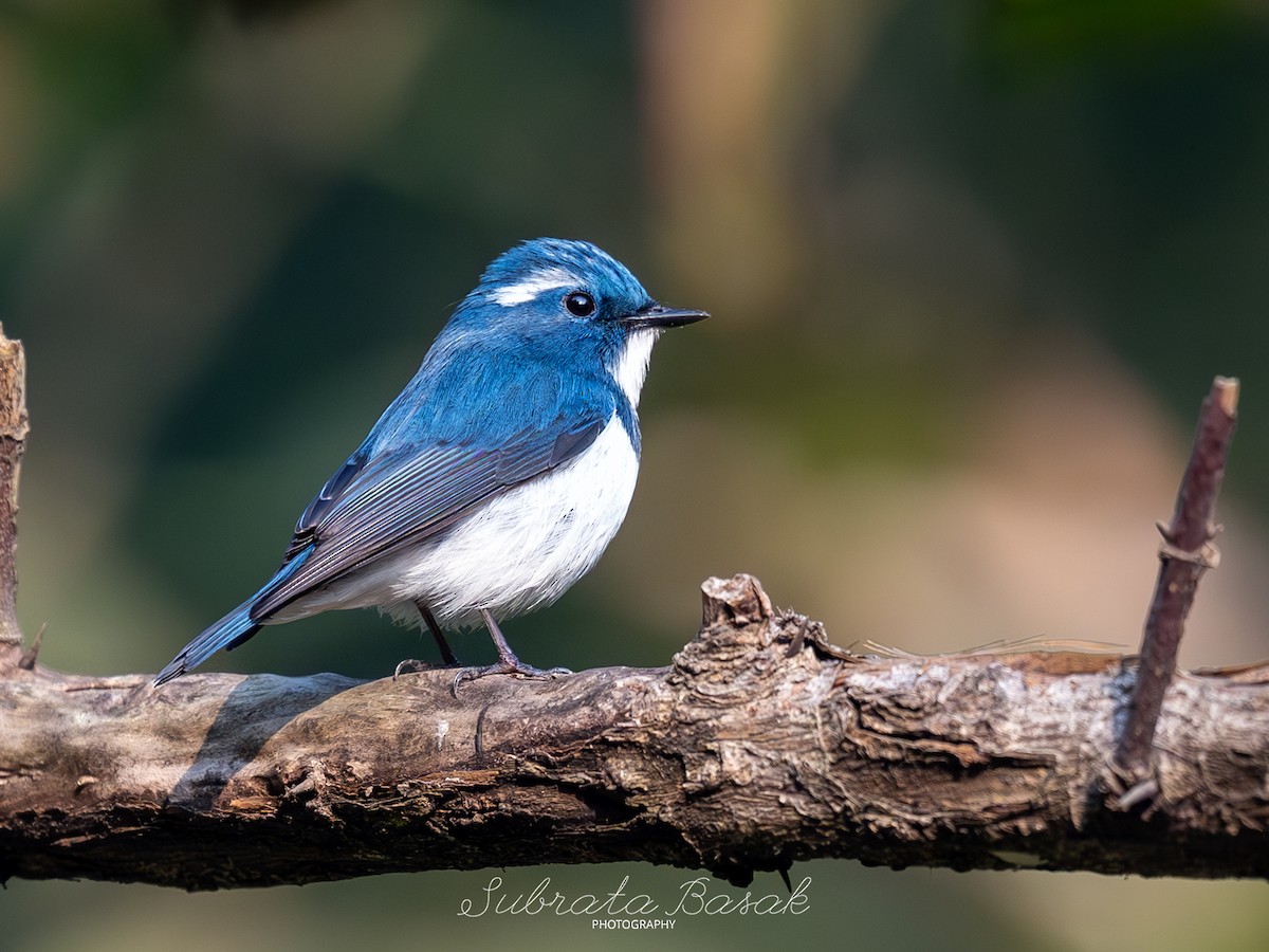 Ultramarine Flycatcher - ML629126401