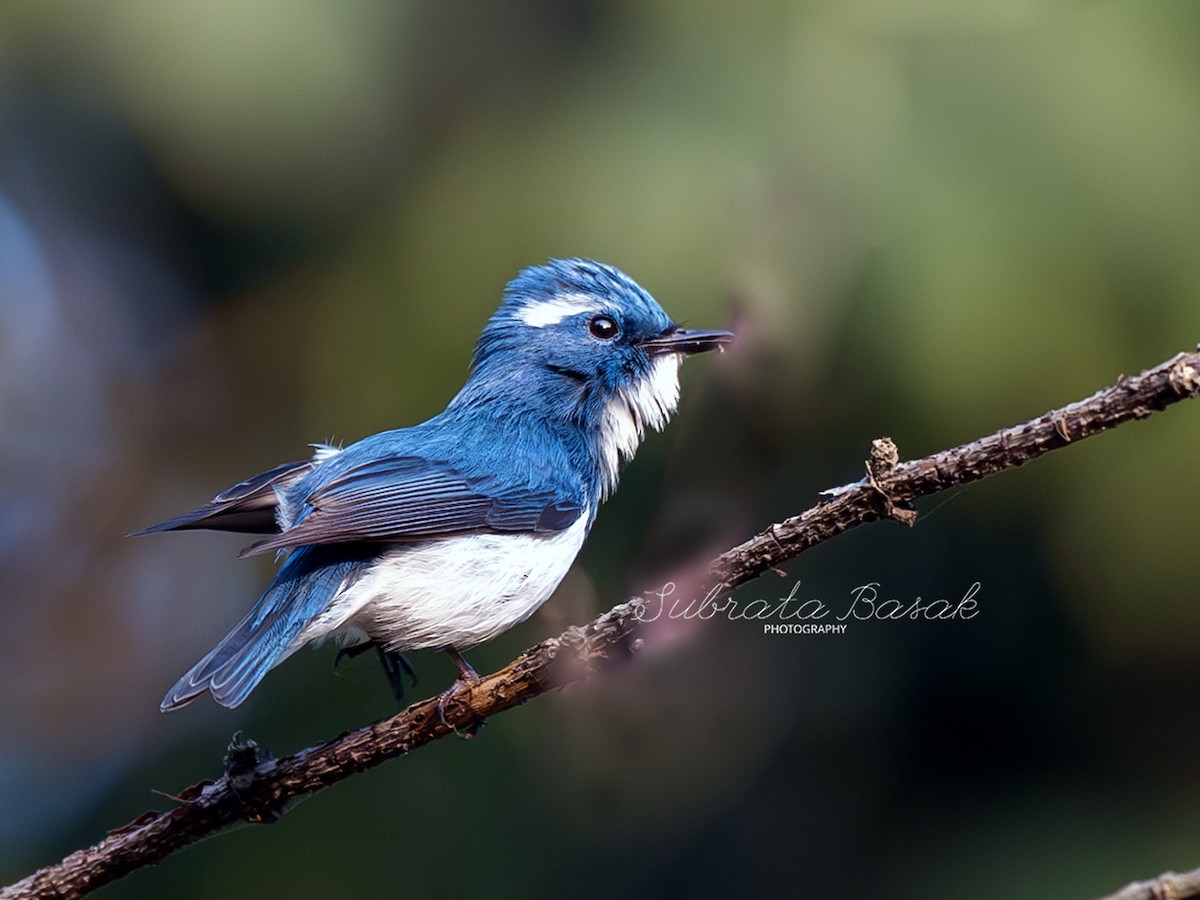 Ultramarine Flycatcher - ML629126410
