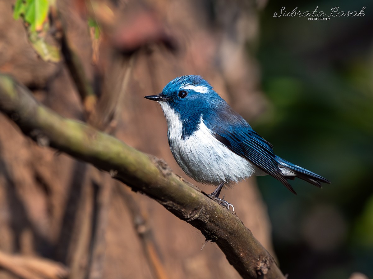 Ultramarine Flycatcher - ML629126416