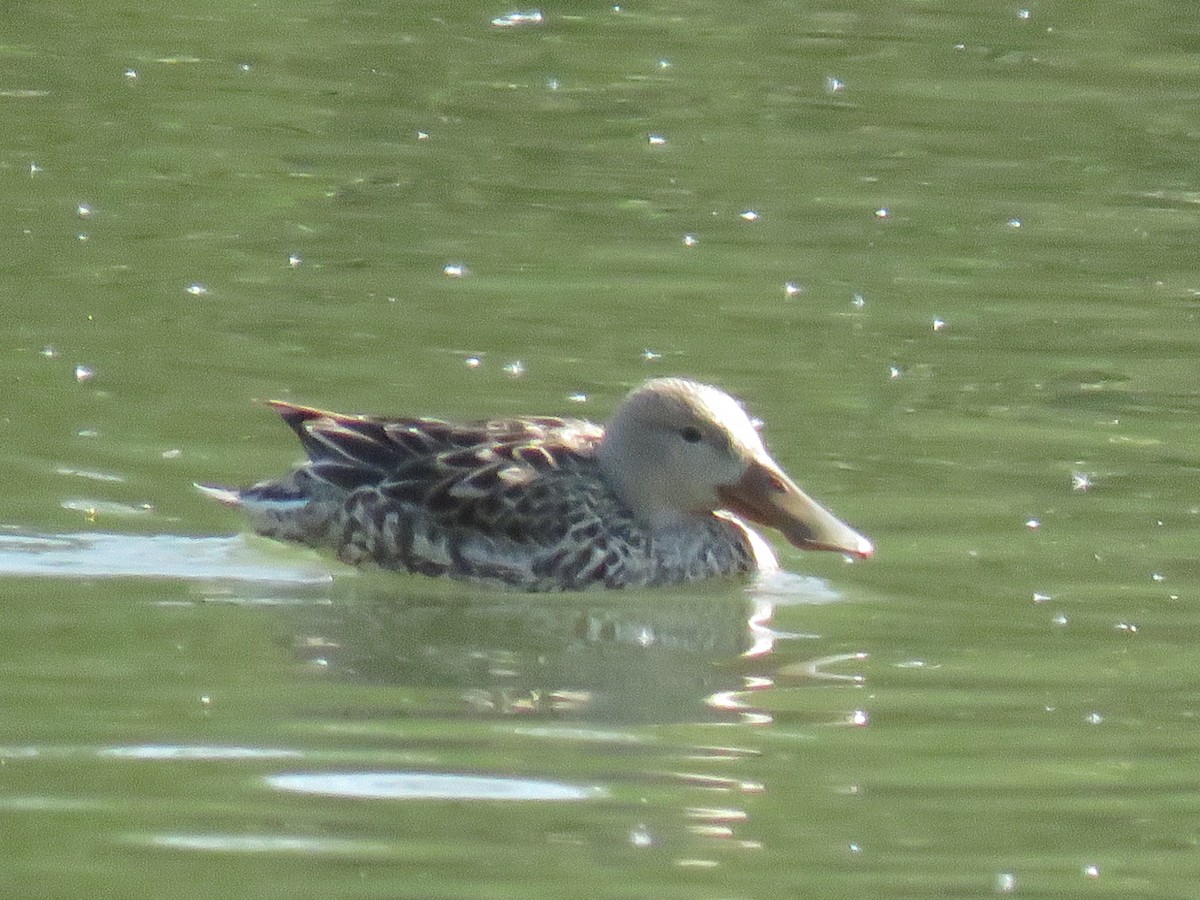 Northern Shoveler - ML629126482