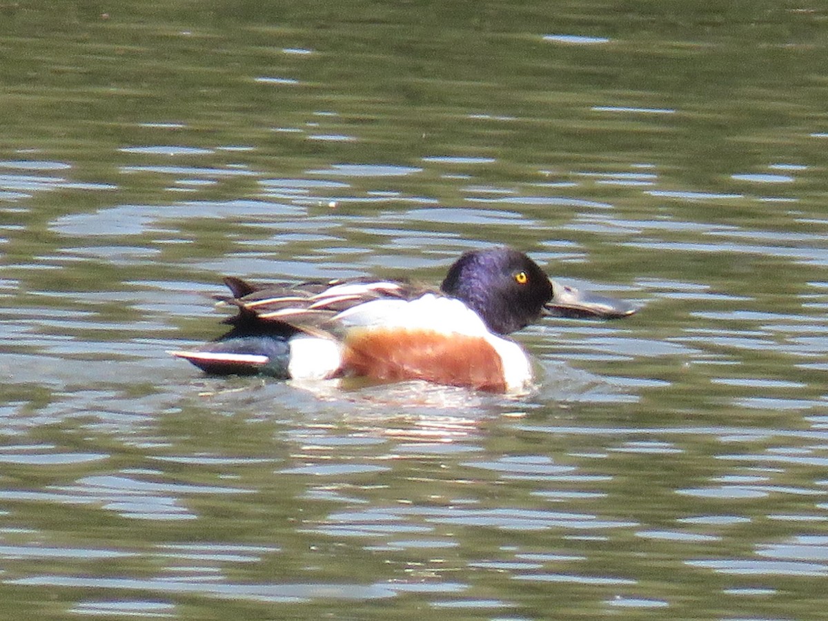 Northern Shoveler - ML629126483