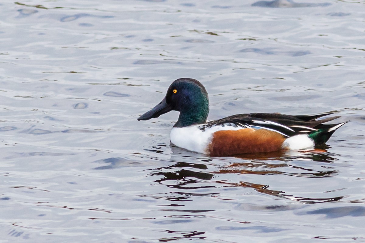 Northern Shoveler - ML629126489