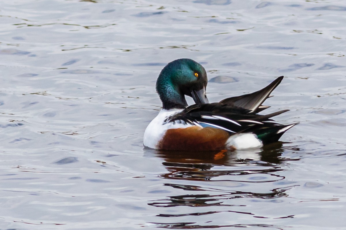 Northern Shoveler - ML629126490