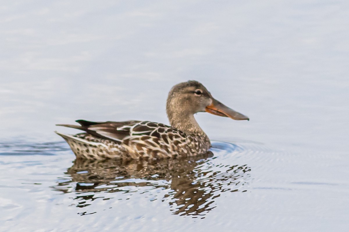 Northern Shoveler - ML629126491