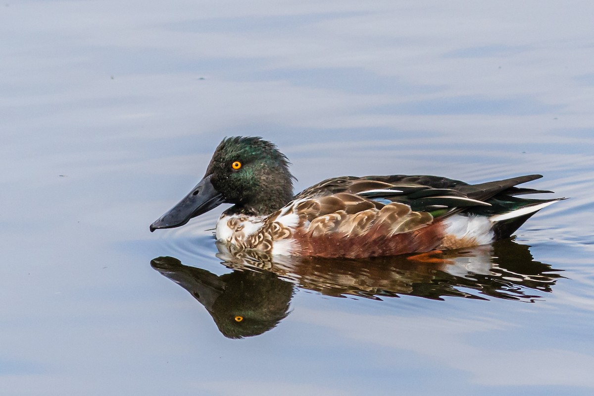 Northern Shoveler - ML629126492