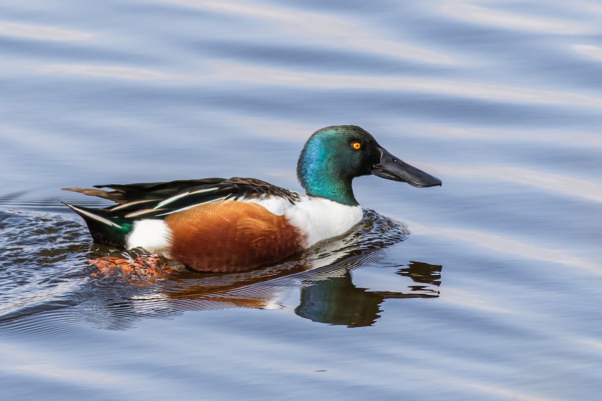 Northern Shoveler - ML629126493