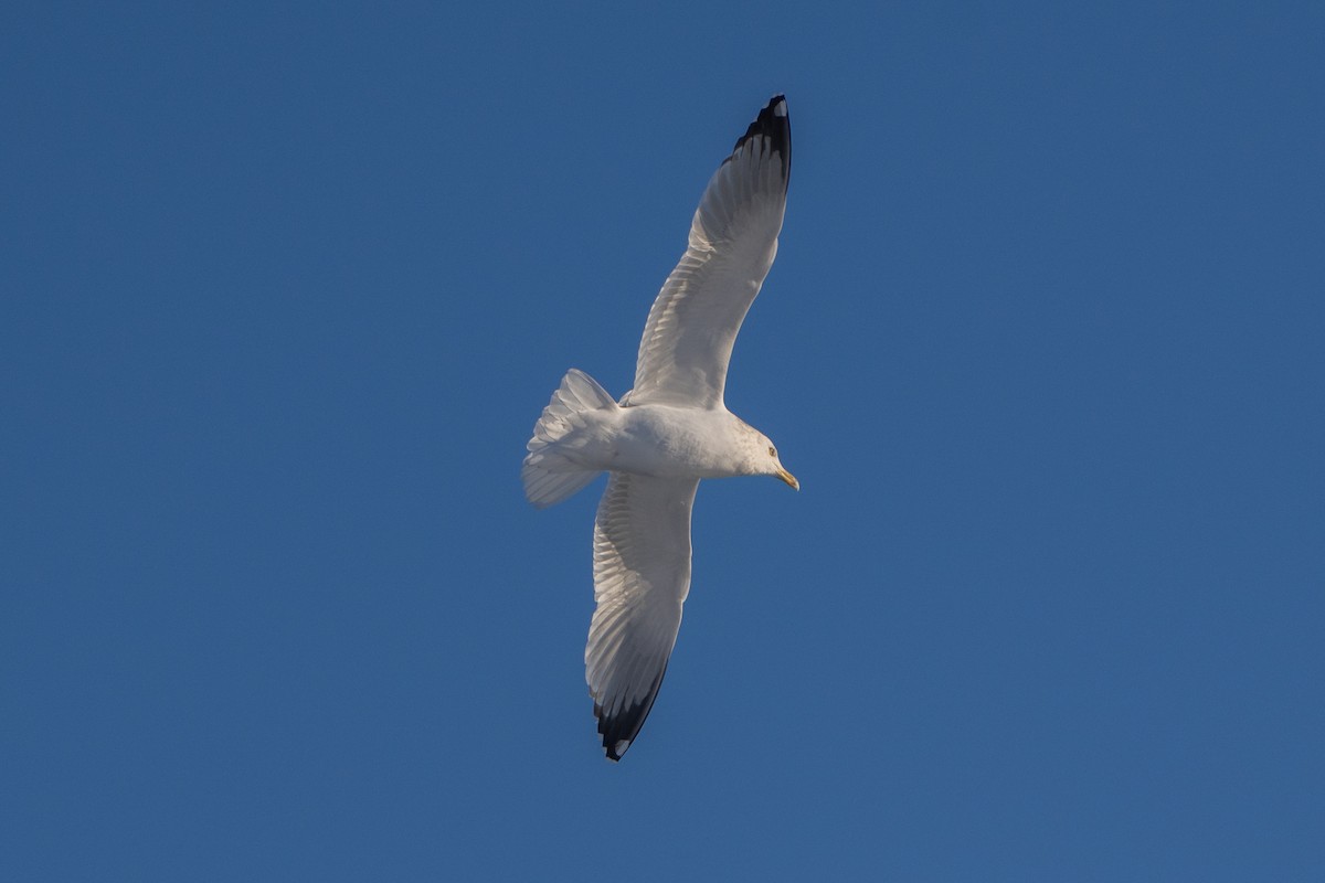 American Herring Gull - ML629126615