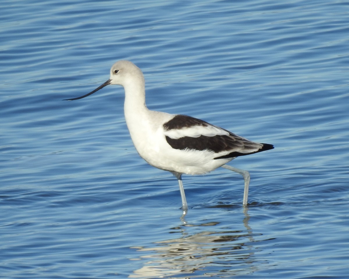 American Avocet - ML629126643