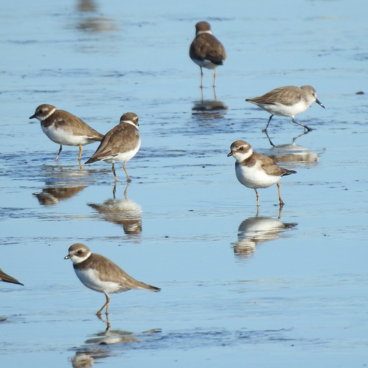 Semipalmated Plover - ML629126676