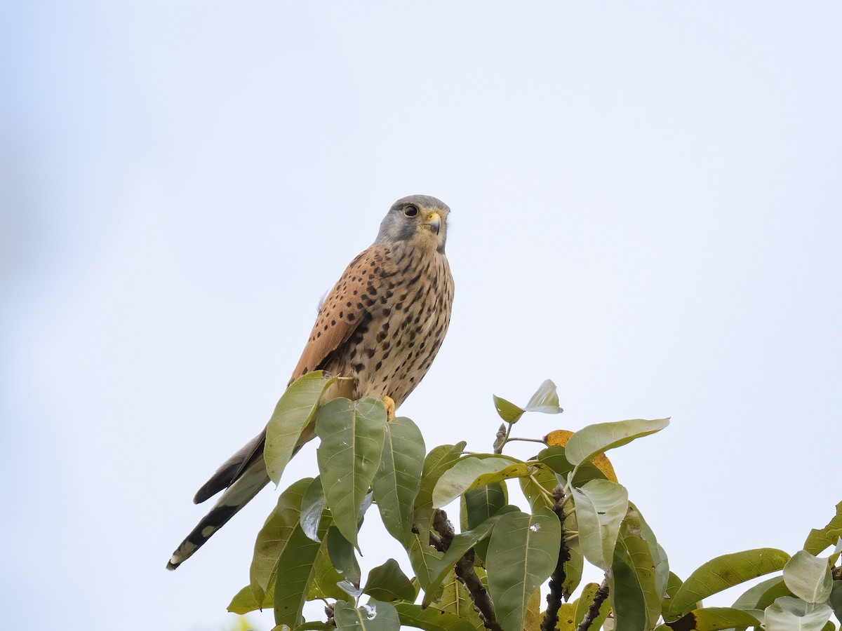 チョウゲンボウ - ML629126819