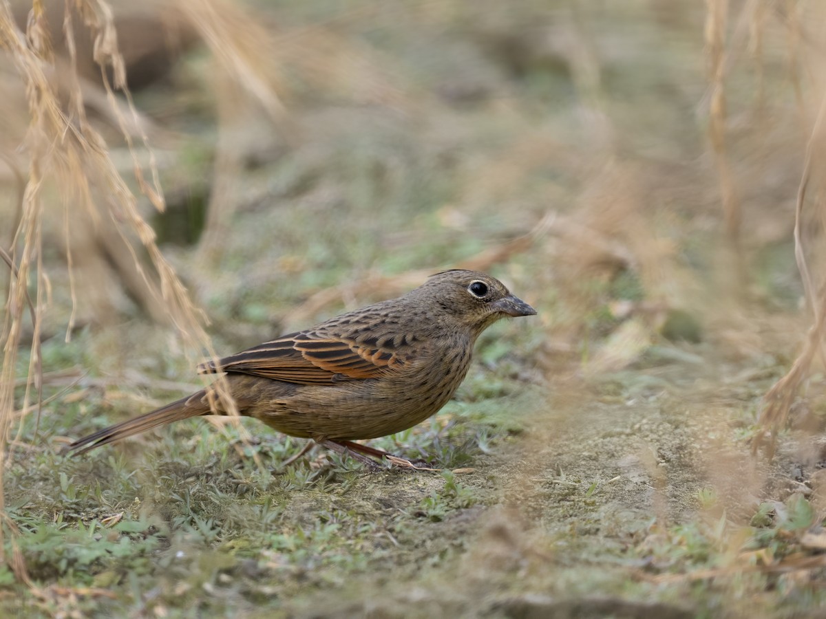 レンジャクノジコ - ML629126835