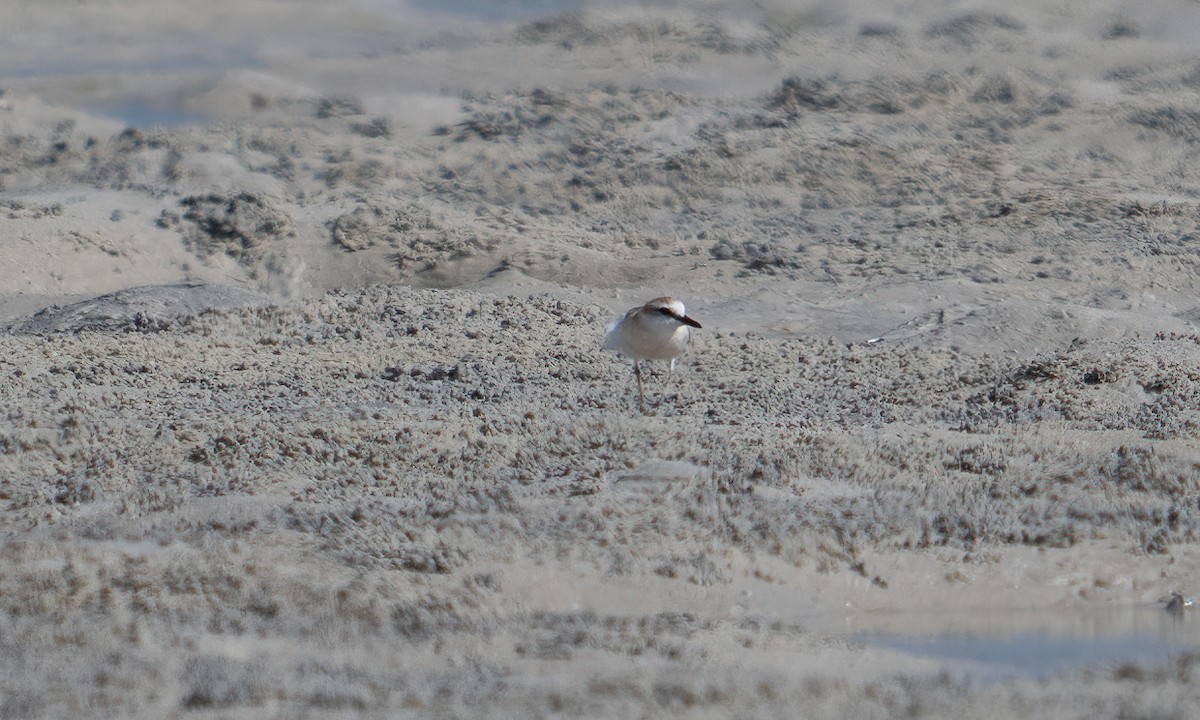 White-fronted Plover - ML629126836