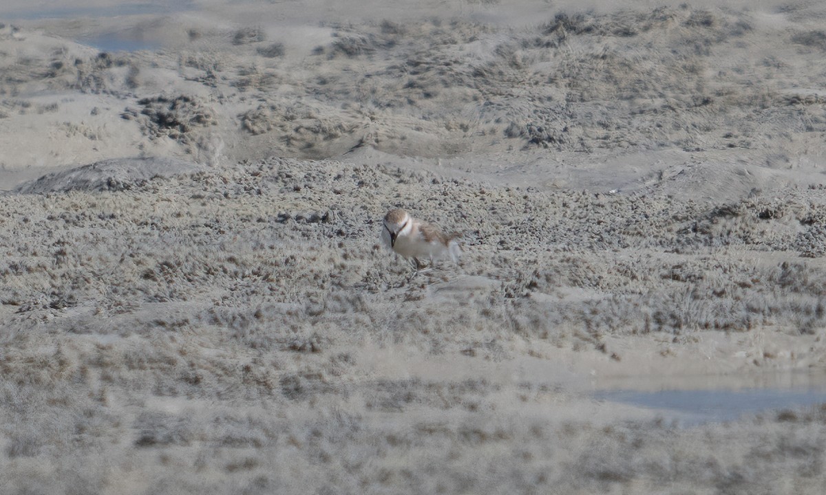 White-fronted Plover - ML629126837