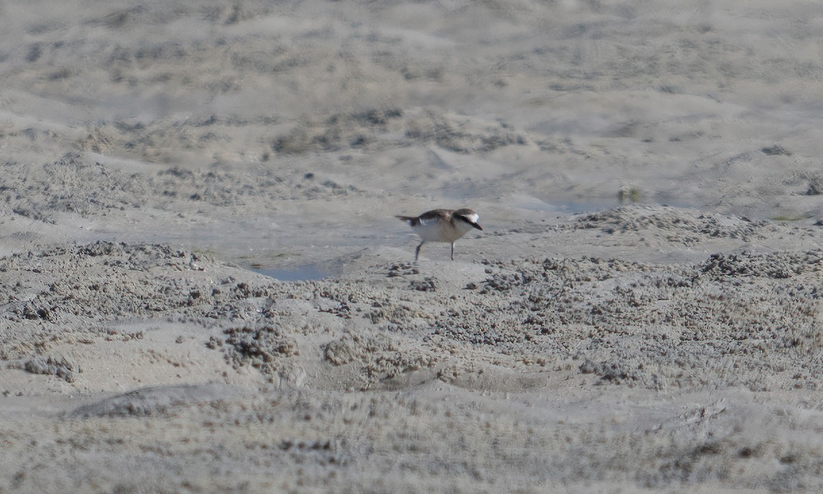 White-fronted Plover - ML629126838