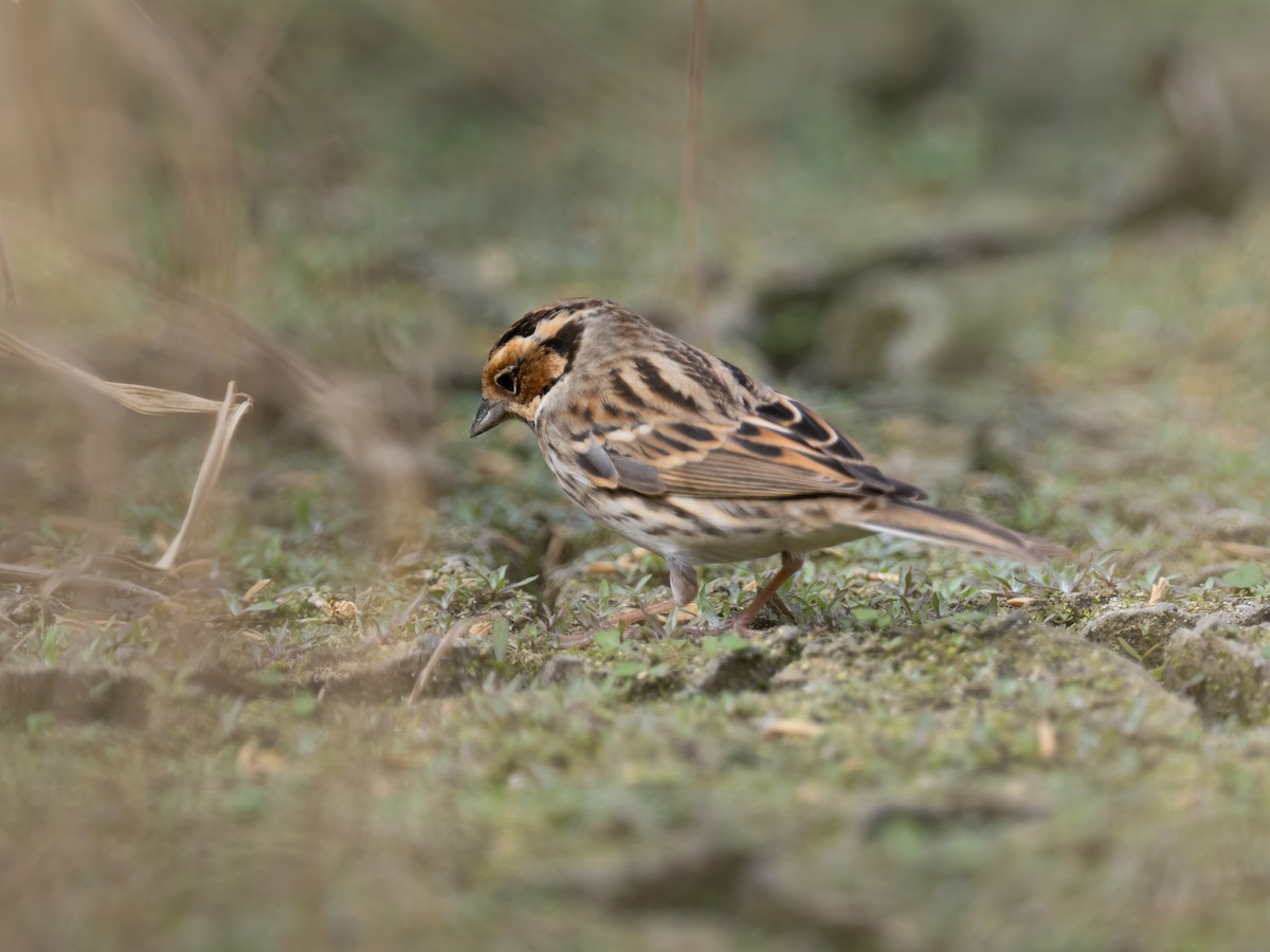 コホオアカ - ML629126843