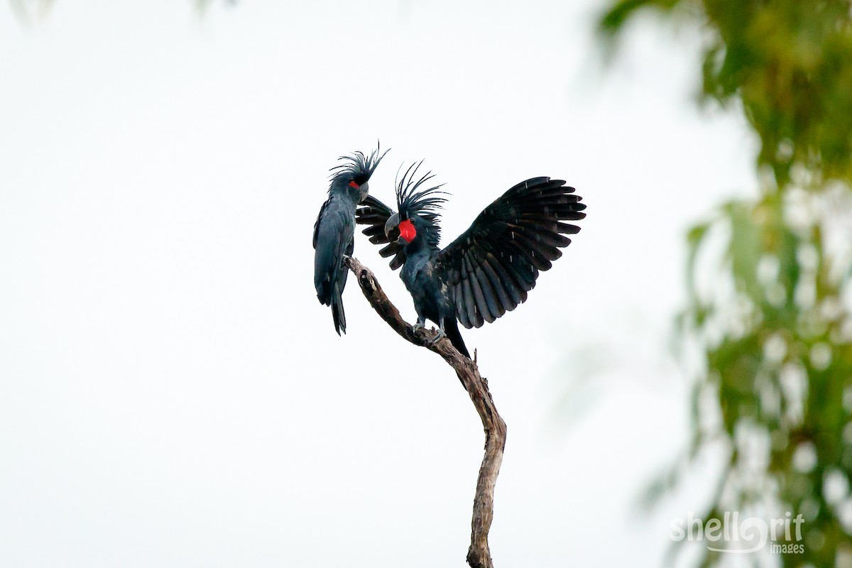 Palm Cockatoo - Luke Shelley