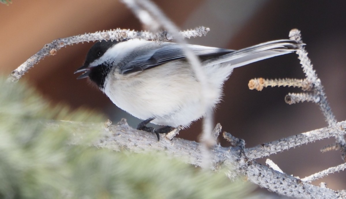 Black-capped Chickadee - ML629126914