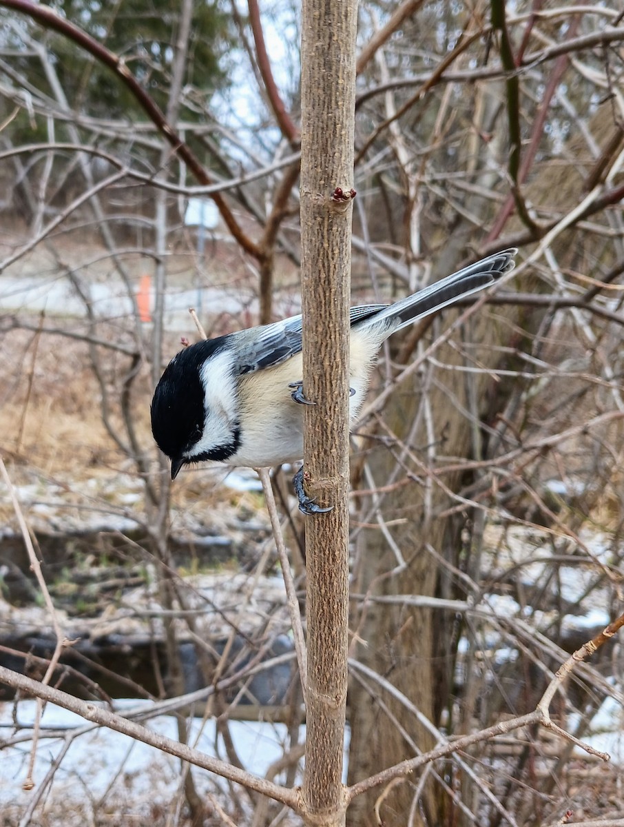 Black-capped Chickadee - ML629127045