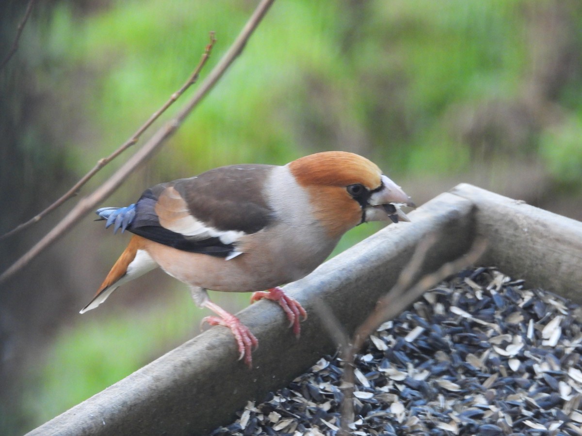 Банхар булжуухай - ML629127076