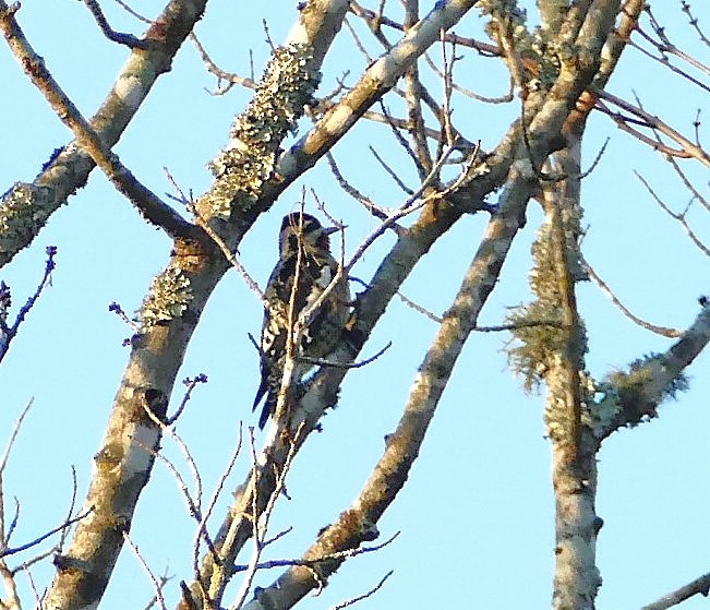 Yellow-bellied Sapsucker - ML629127193