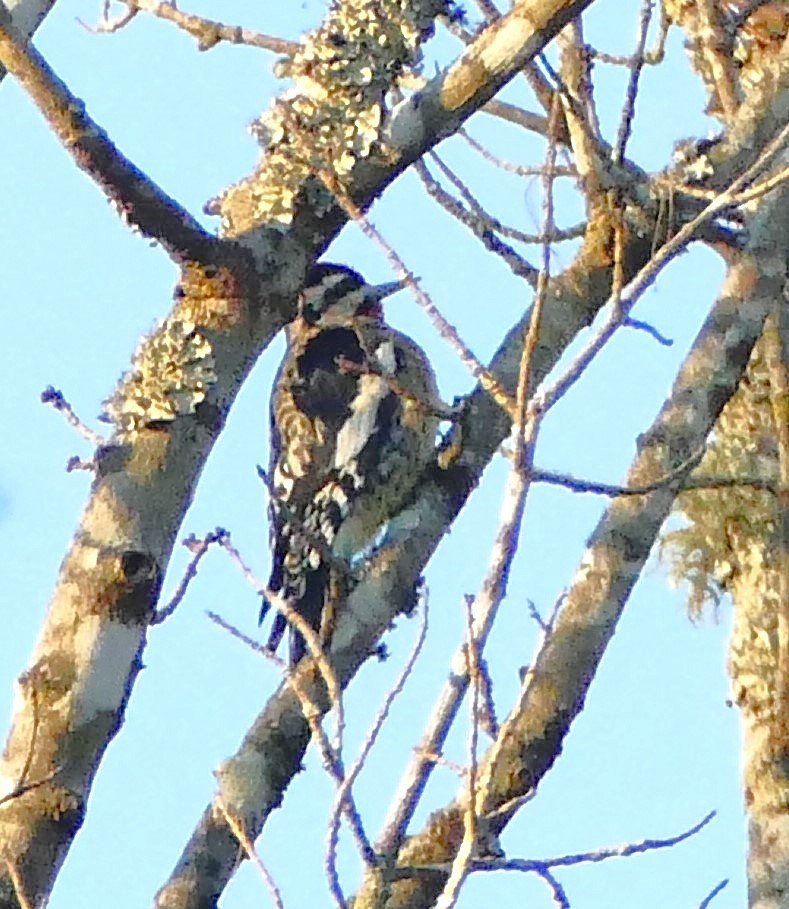 Yellow-bellied Sapsucker - ML629127195