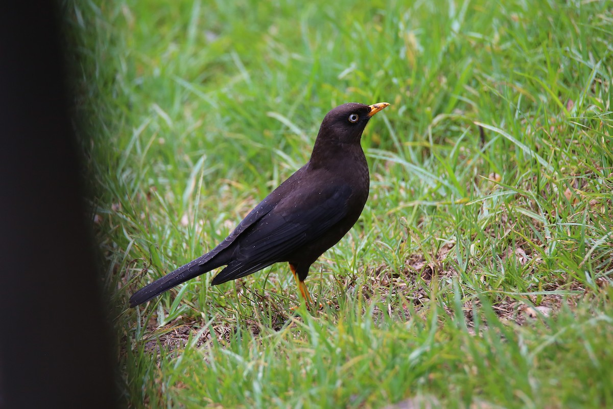 Sooty Thrush - ML629127239