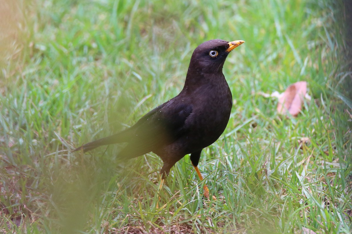 Sooty Thrush - ML629127240