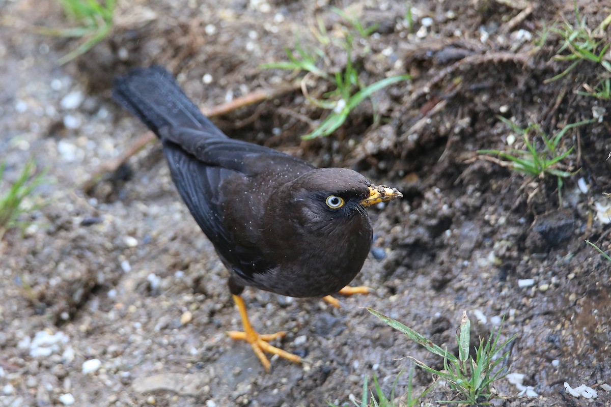 Sooty Thrush - ML629127241