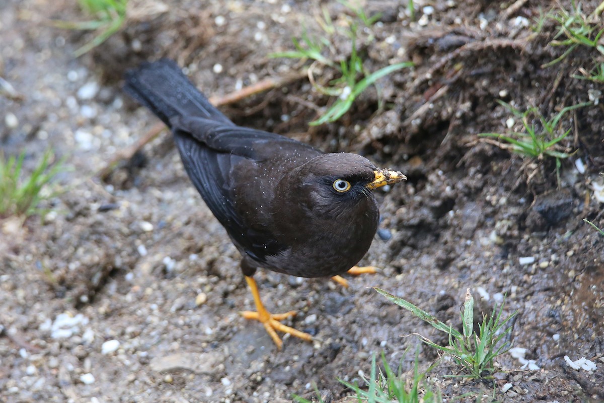 Sooty Thrush - ML629127242