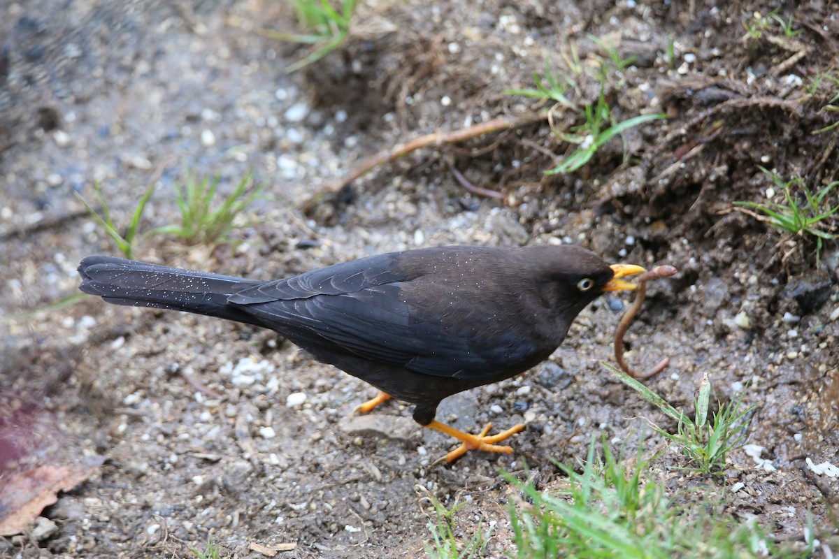 Sooty Thrush - ML629127243