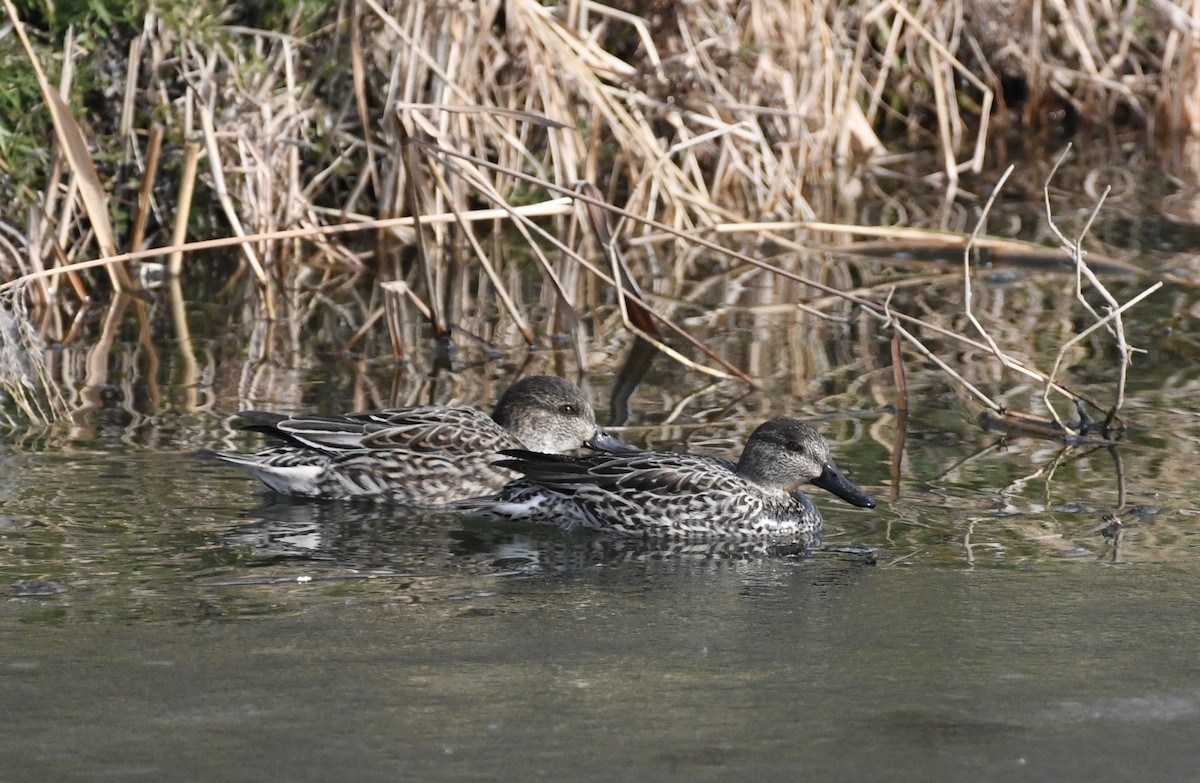 Green-winged Teal - ML629127297