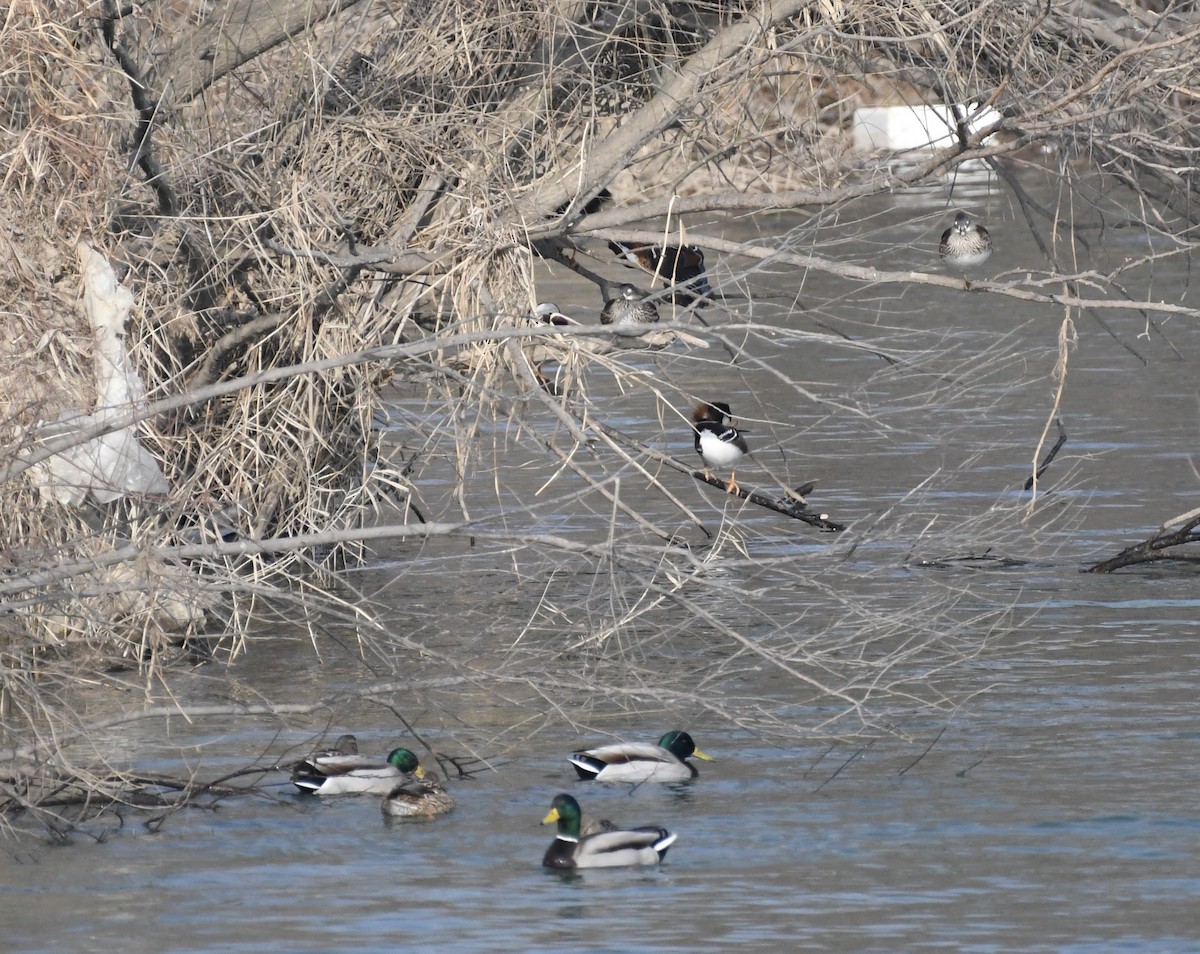 Mandarin Duck - ML629127314