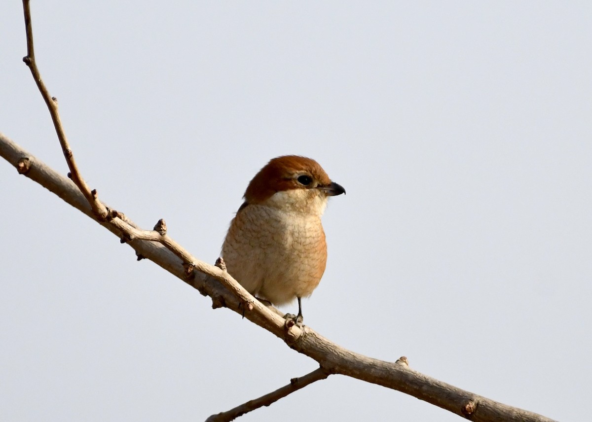 Bull-headed Shrike - ML629127328