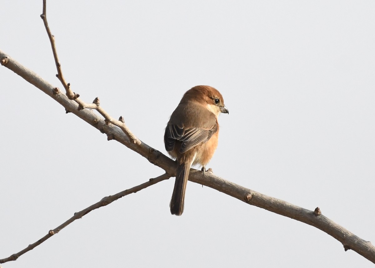 Bull-headed Shrike - ML629127329