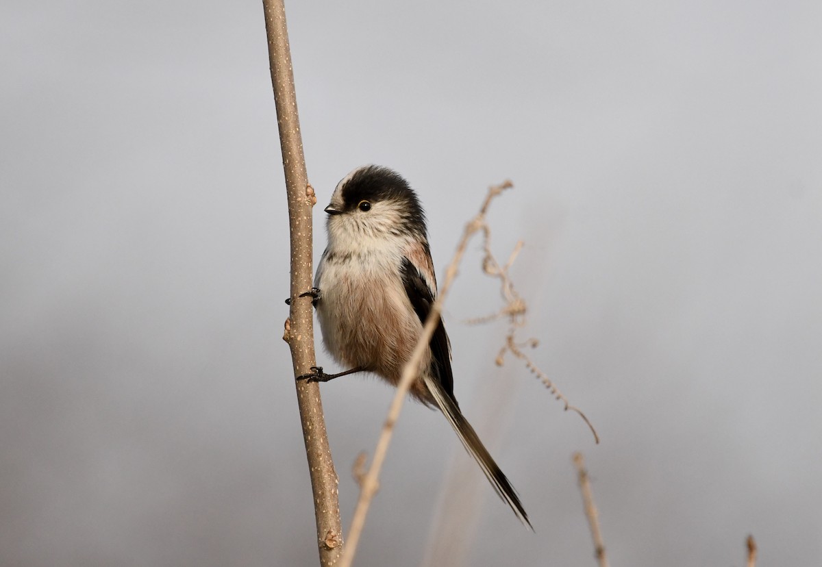 Long-tailed Tit - ML629127335