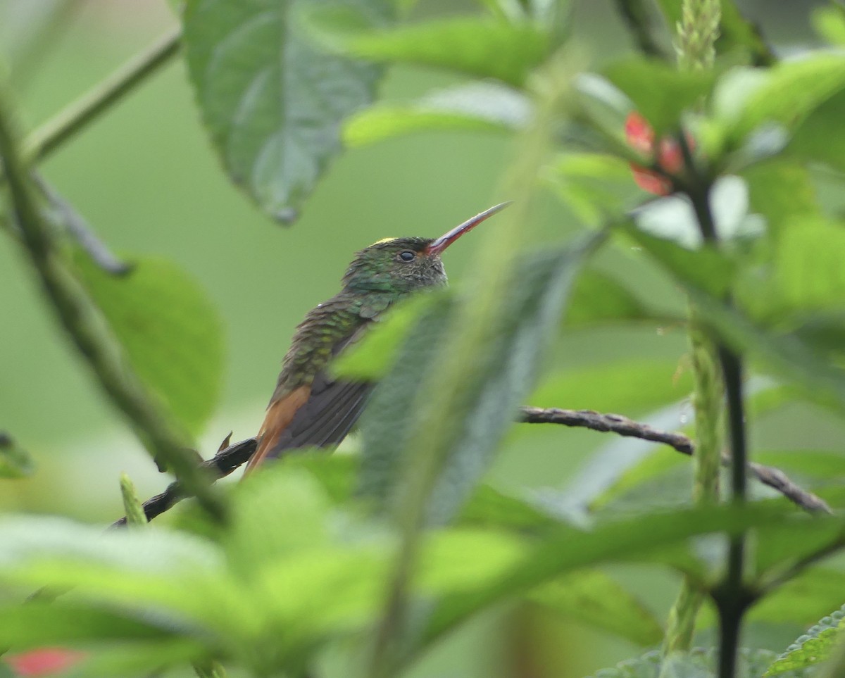 Rufous-tailed Hummingbird - ML629127357