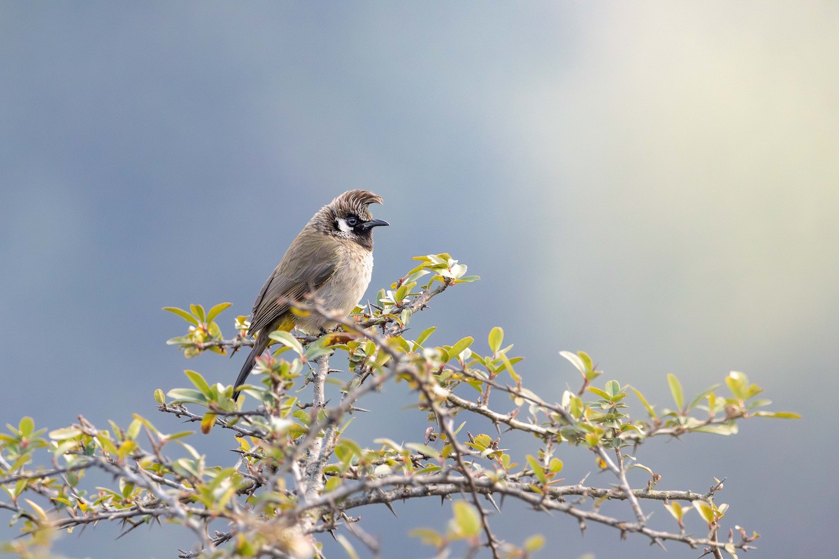 Himalayan Bulbul - ML629127367