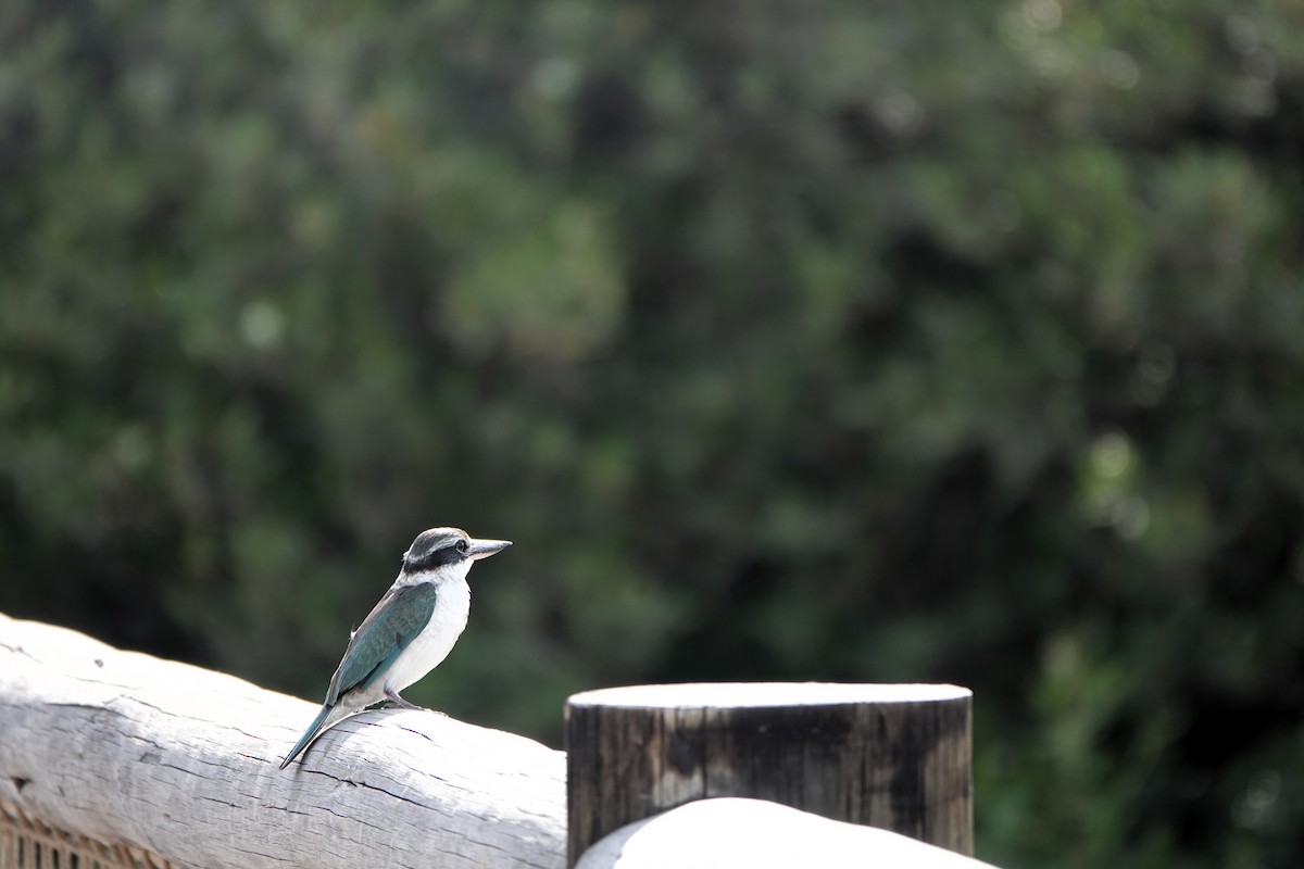 Collared Kingfisher - ML629127373