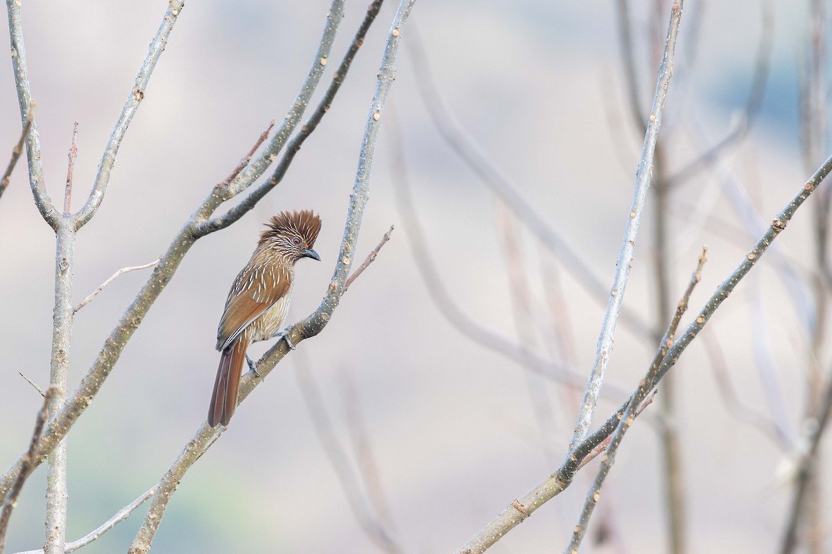 Striated Laughingthrush - ML629127374