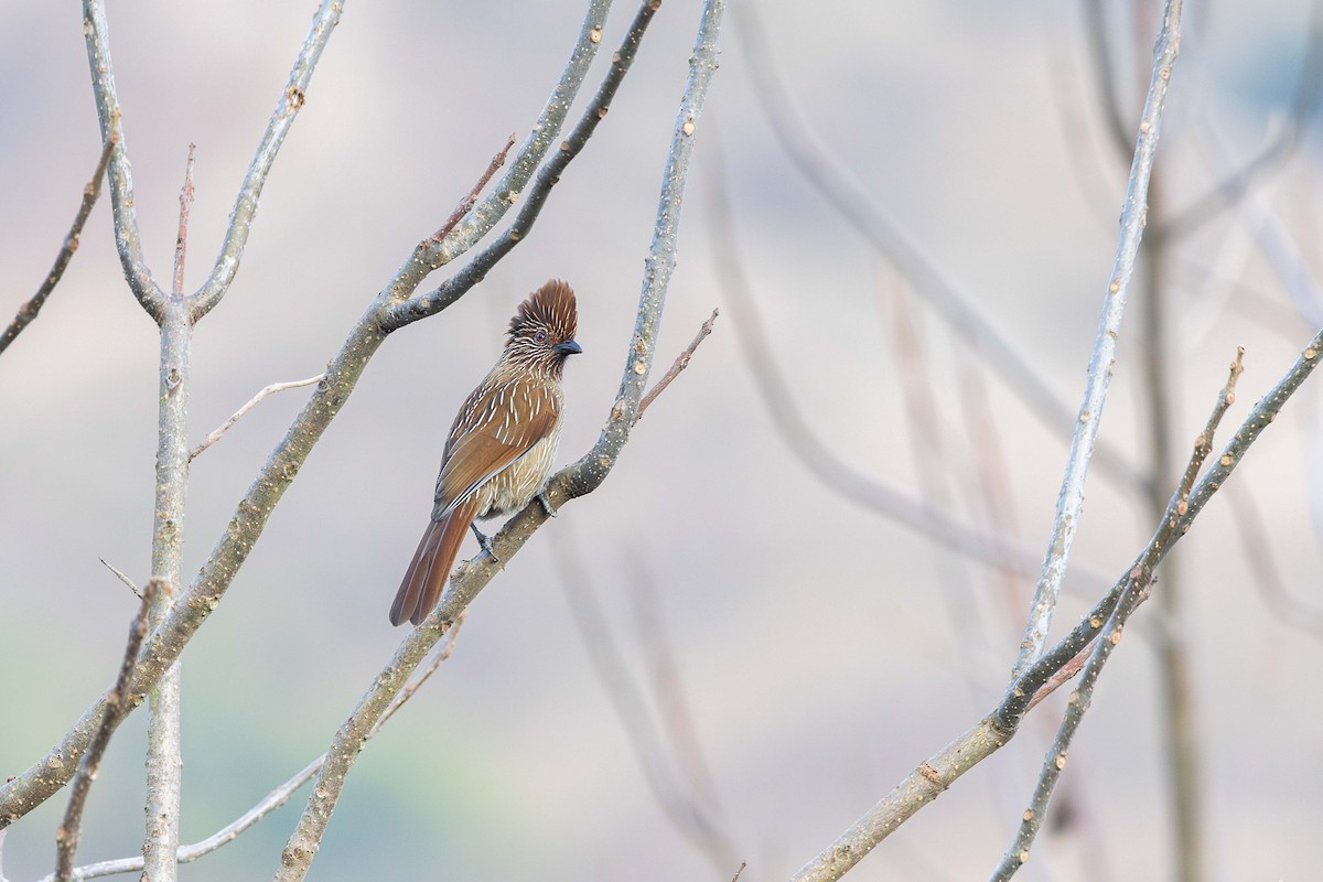 Striated Laughingthrush - ML629127375