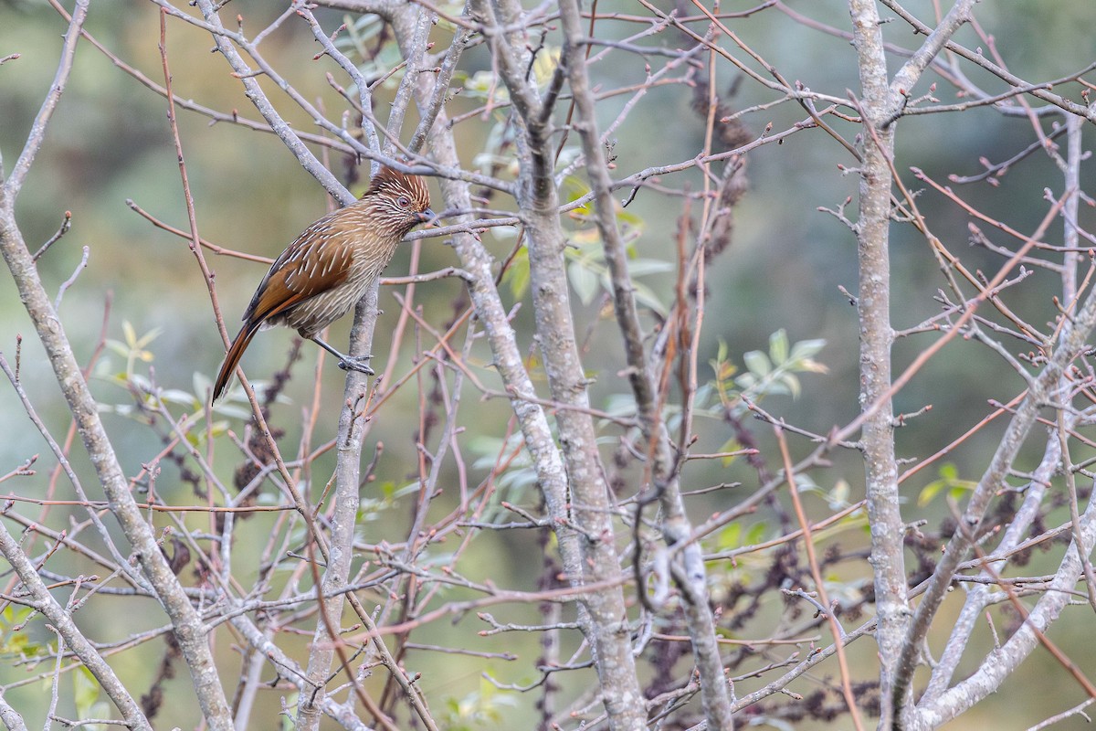 Striated Laughingthrush - ML629127378